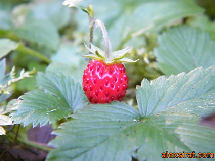 Fragaria vesca Val d'Aran